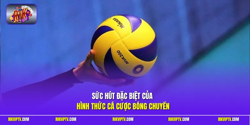 Sức hút đặc biệt của hình thức  cá cược bóng chuyền