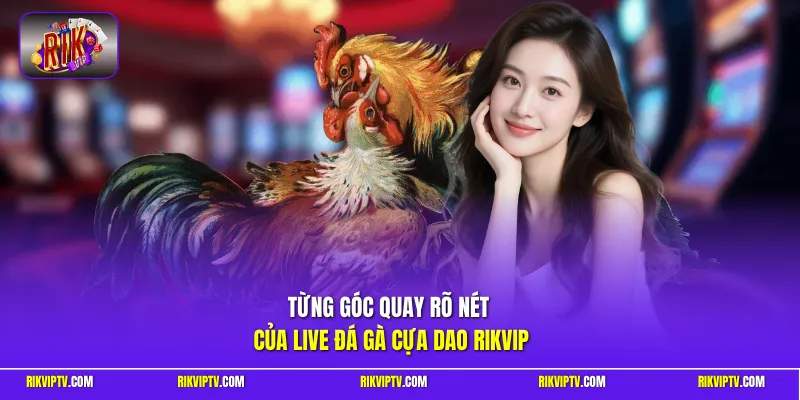 Từng góc quay rõ nét của live đá gà cựa dao Rikvip
